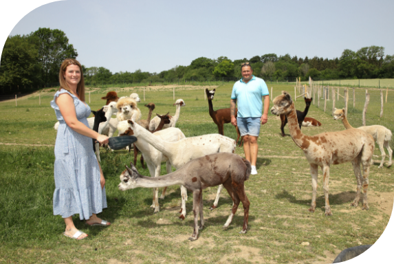 De Teberg: Ein Paradies für Alpakas